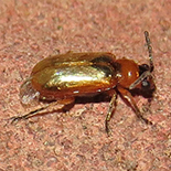 Chapuisia species